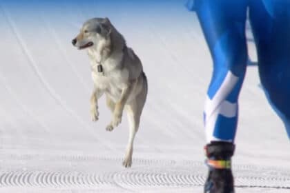 Un husky a intrat pe pârtia de la Jocurile Olimpice. Reacția șefului: "Cel mai ciudat lucru”