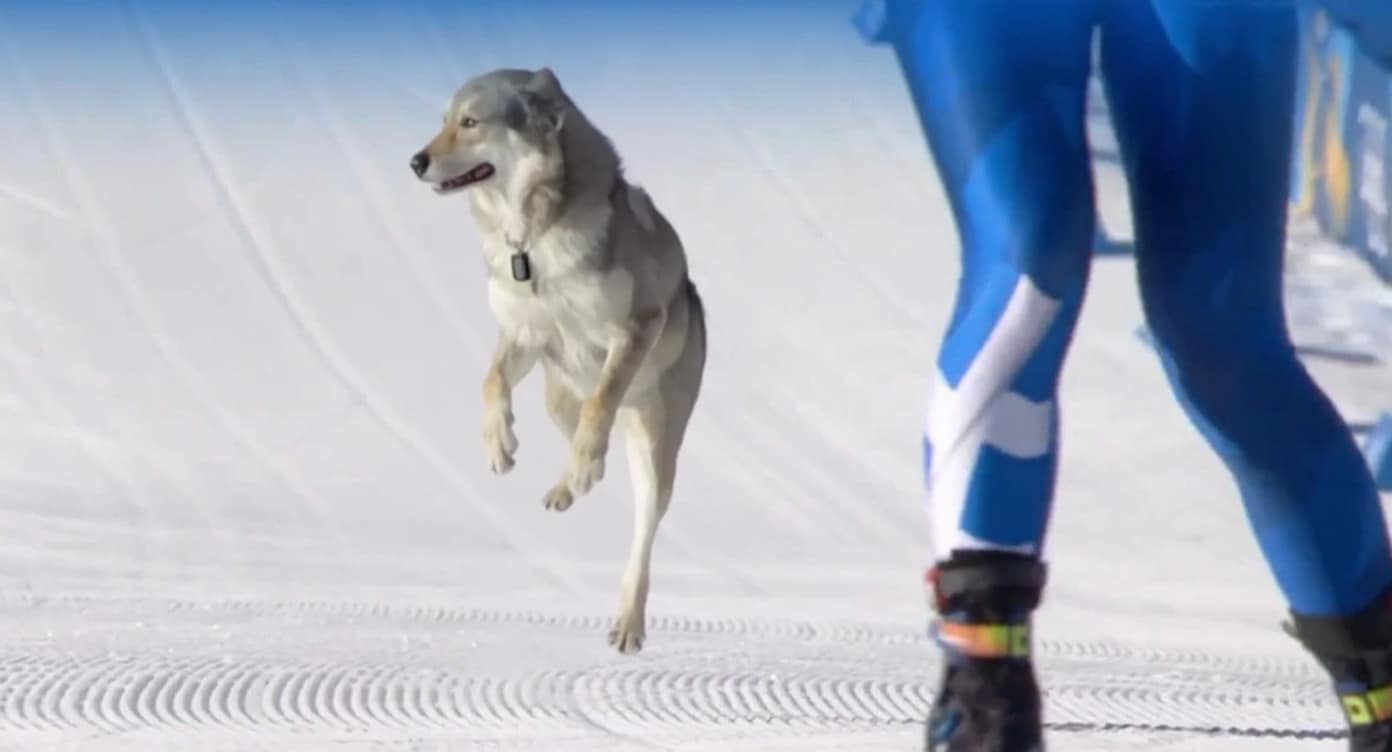 Un husky a intrat pe pârtia de la Jocurile Olimpice. Reacția șefului: "Cel mai ciudat lucru”