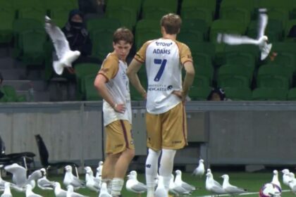 meci Australia pescarusi