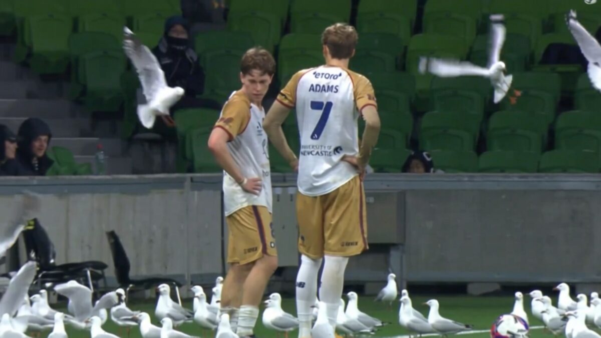 meci Australia pescarusi